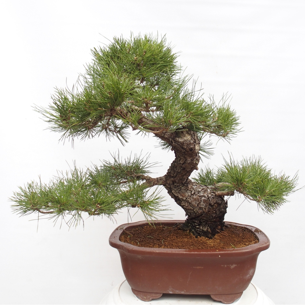 Bonsai voor buiten - Pinus thunbergii - Thunberg den