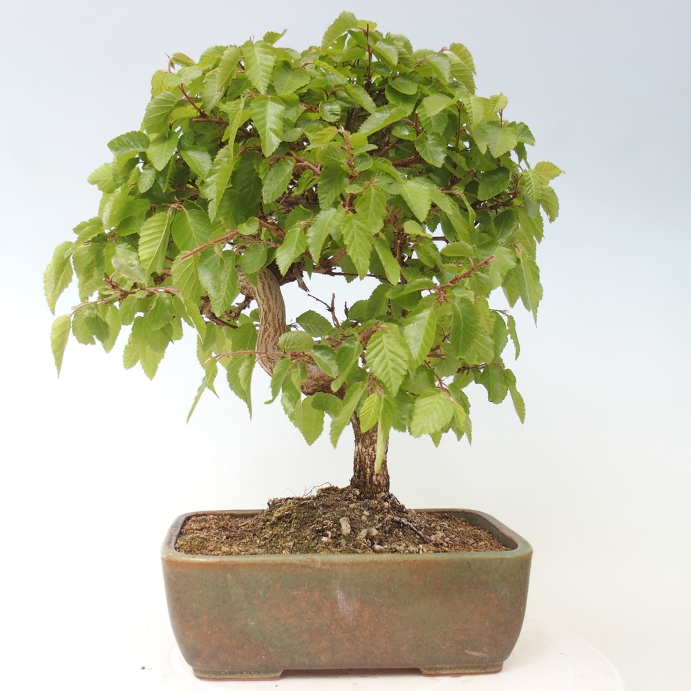Bonsai voor buiten -Carpinus CARPINOIDES - Koreaanse haagbeuk
