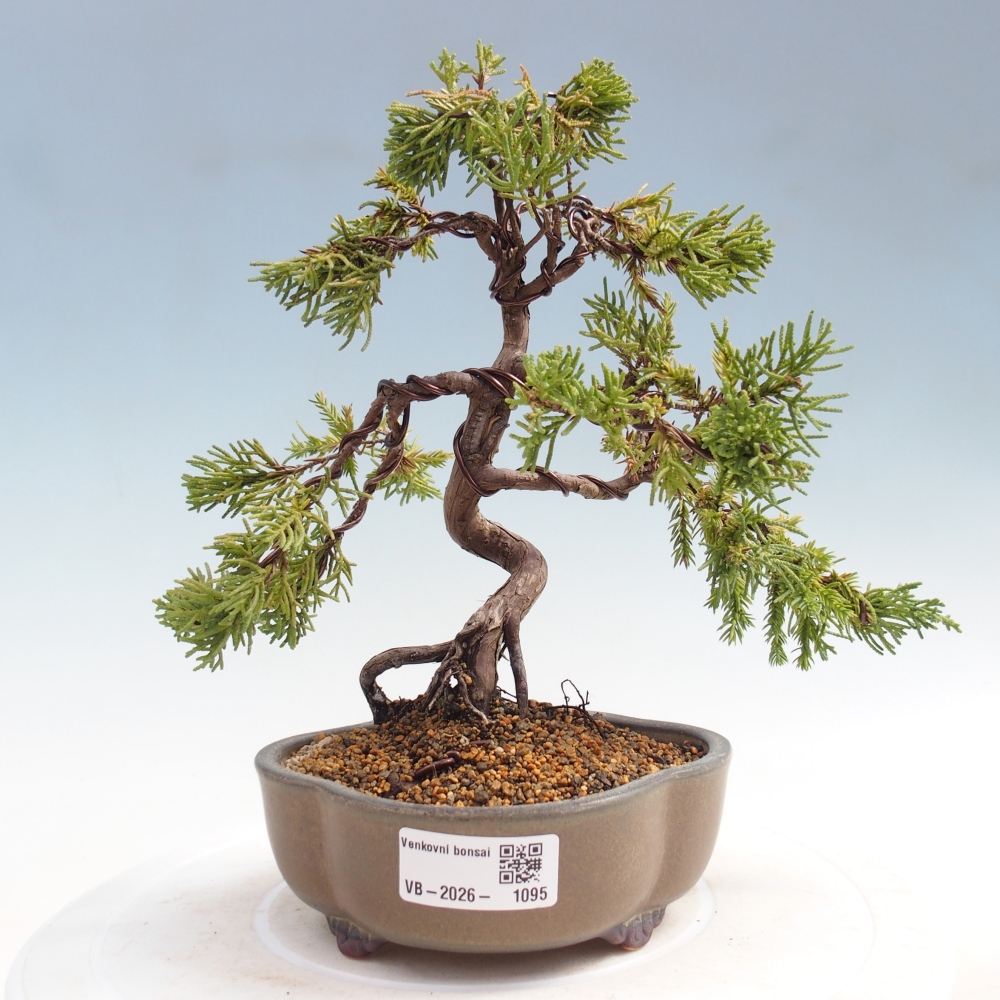 Bonsai voor buiten - Juniperus chinensis Kishu