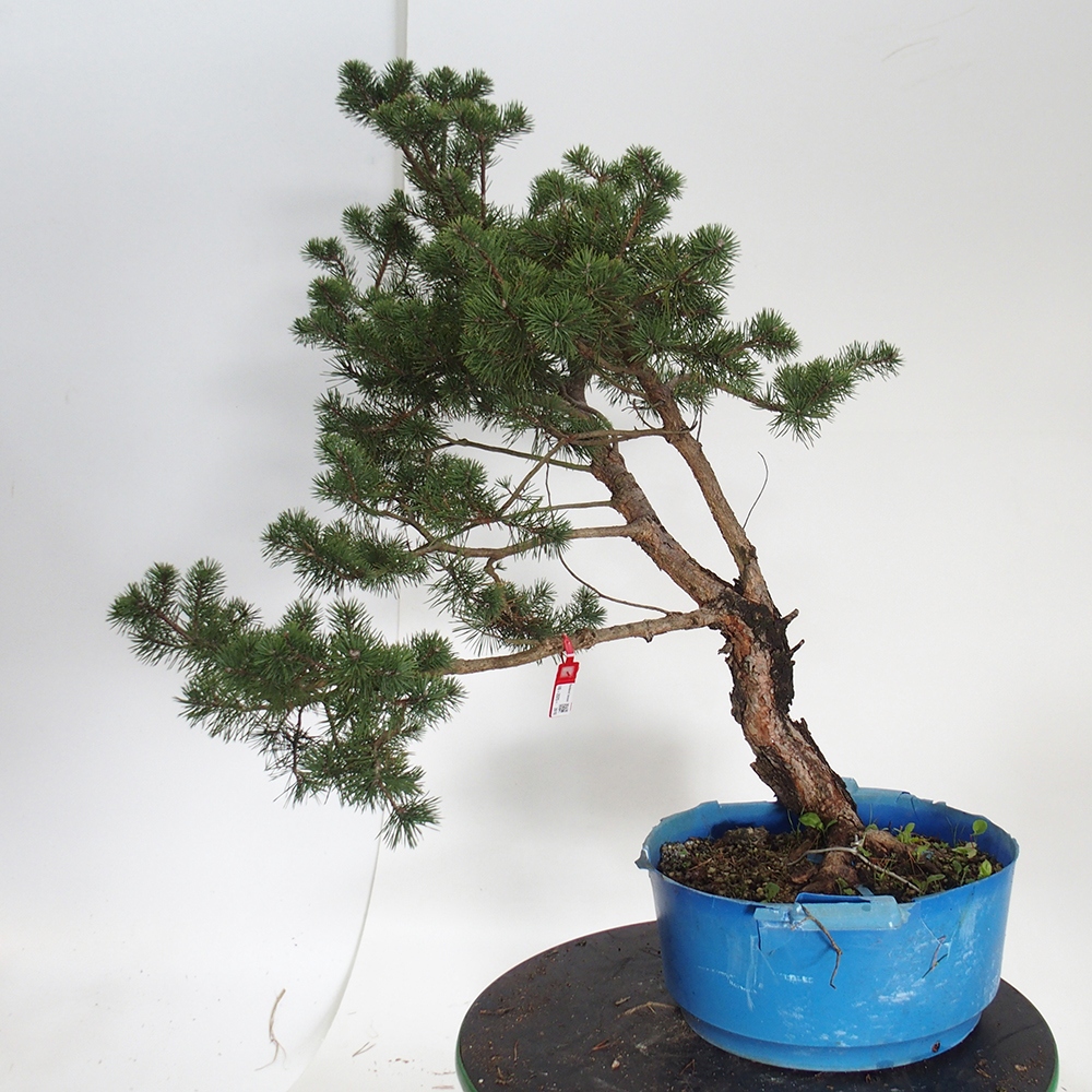 Yamadori - Pinus sylvestris Spanje