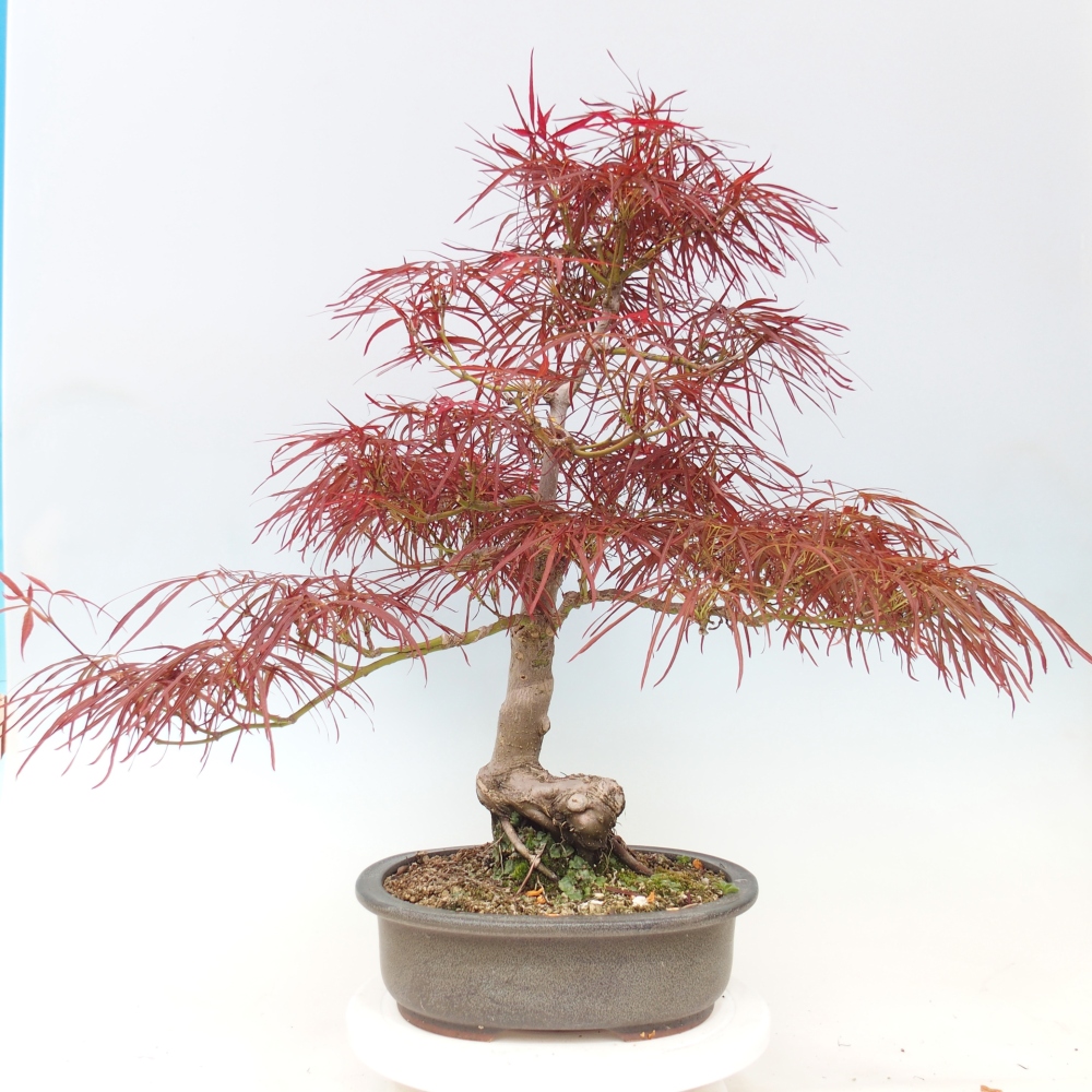 Bonsai voor buiten - Acer palmatum RED PYGMY