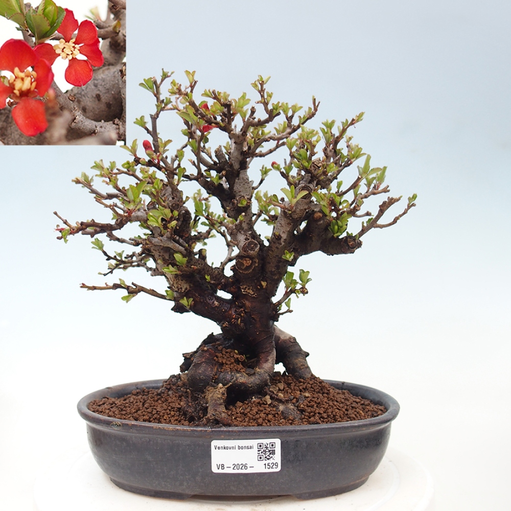 Bonsai voor buiten - Chaneomeles speciosa - Kweepeer
