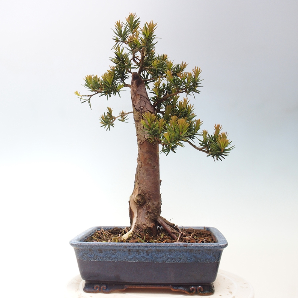 Bonsai voor buiten - Taxus cuspidata - Japanse Taxus