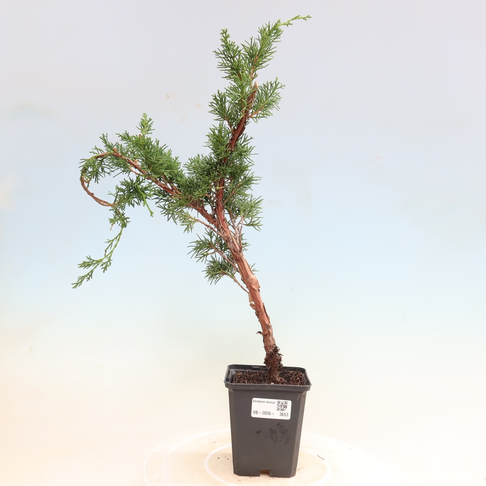 Bonsai voor buiten - Juniperus chinensis Kishu