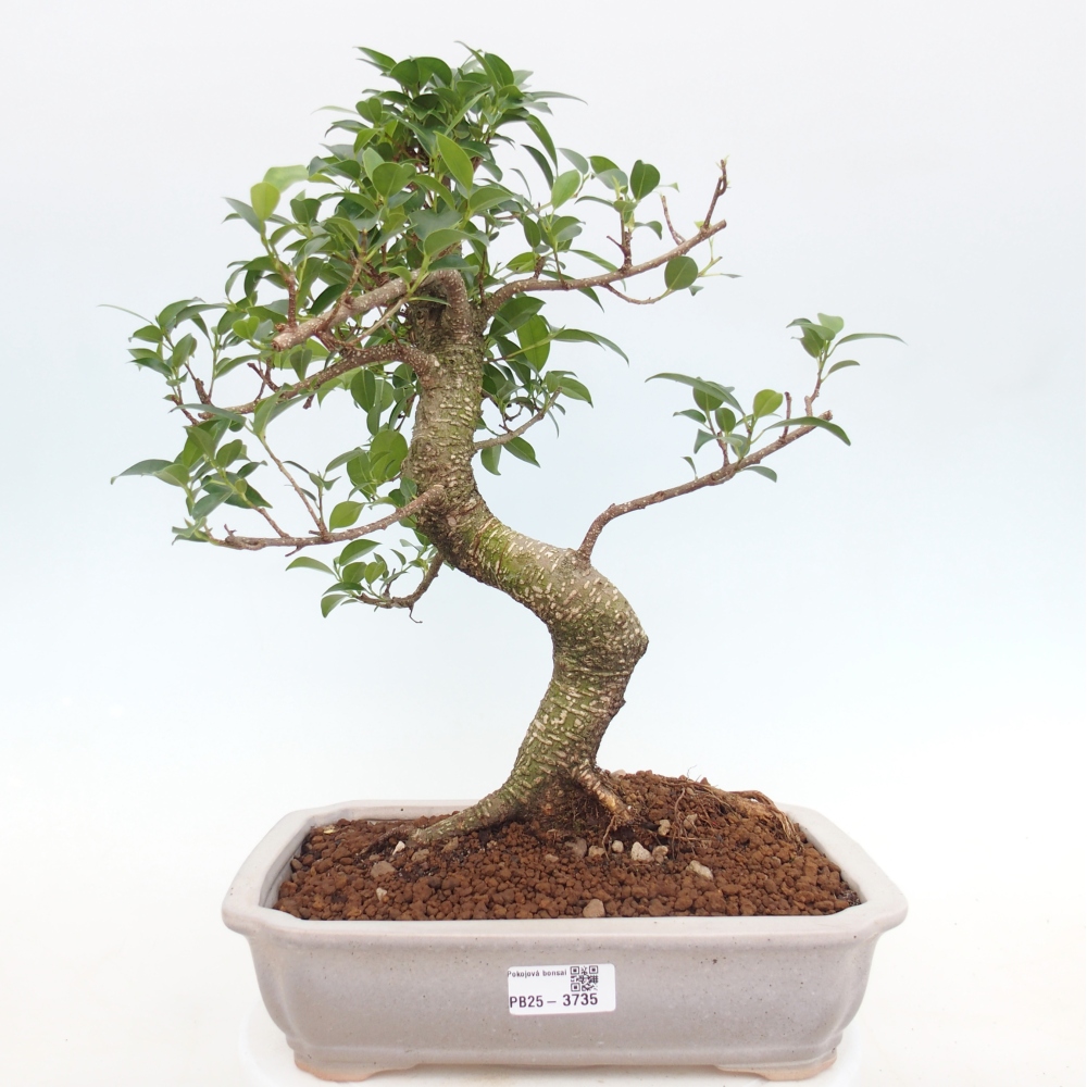 Kamerbonsai - Ficus kimmen - kleinbladige ficus