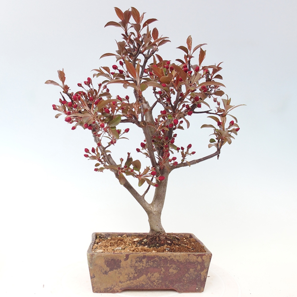 Bonsai voor buiten -Malus domestica - Roodbladige appelboom met kleine vruchten