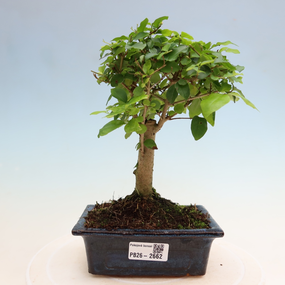 Kamerbonsai -Ligustrum chinensis - Vogelsnavel