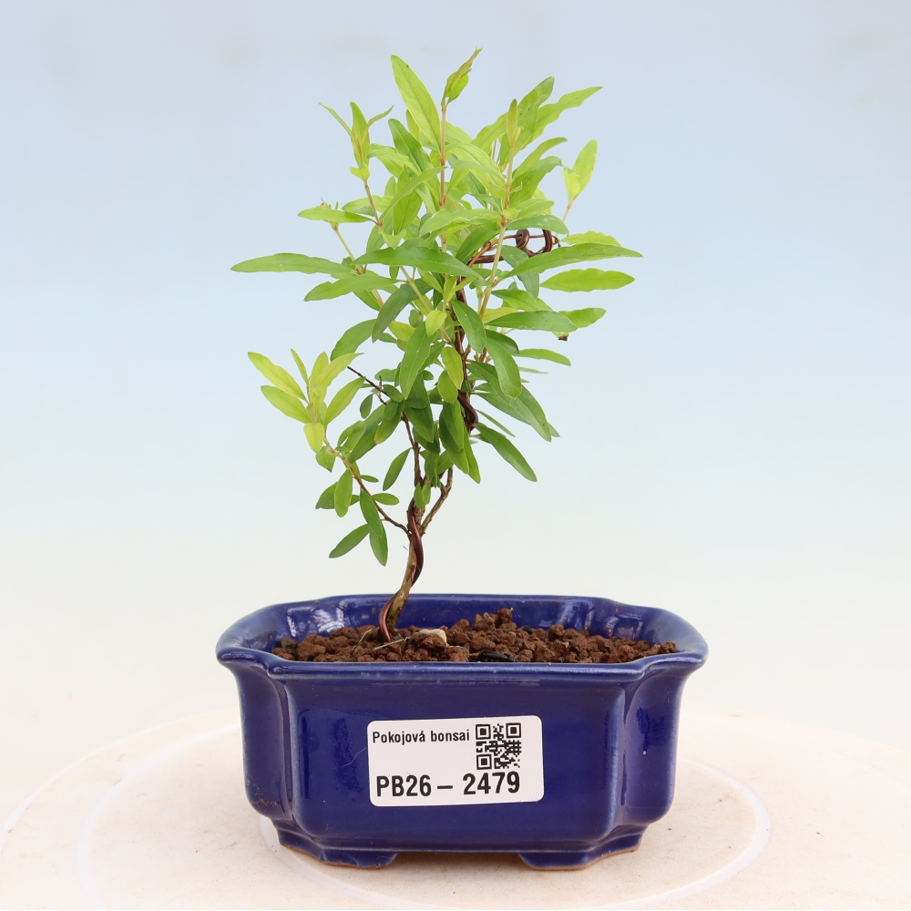 Kamerbonsai-PUNICA granatum nana-Granaatappel