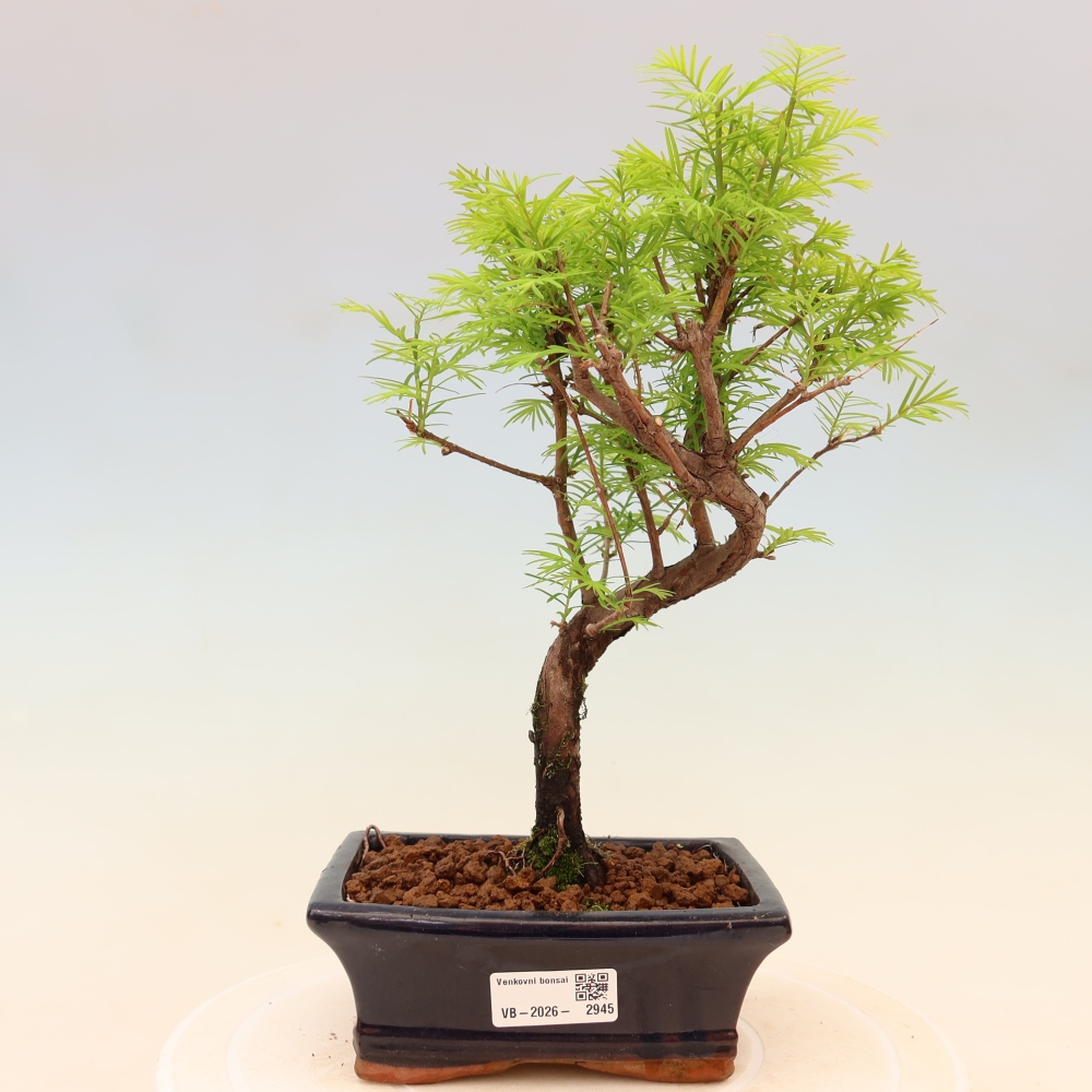 Bonsai voor buiten - Metasequoia glyptostroboides - Chinese Metasequoia