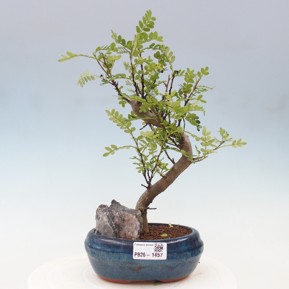 Kamerbonsai - Zantoxylum piperitum - peperboom