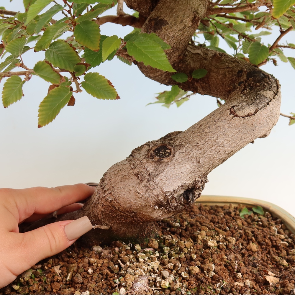 Bonsai voor buiten -Carpinus CARPINOIDES - Koreaanse haagbeuk