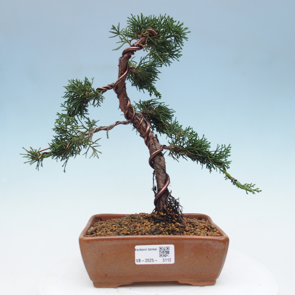 Bonsai voor buiten - Juniperus chinensis Kishu