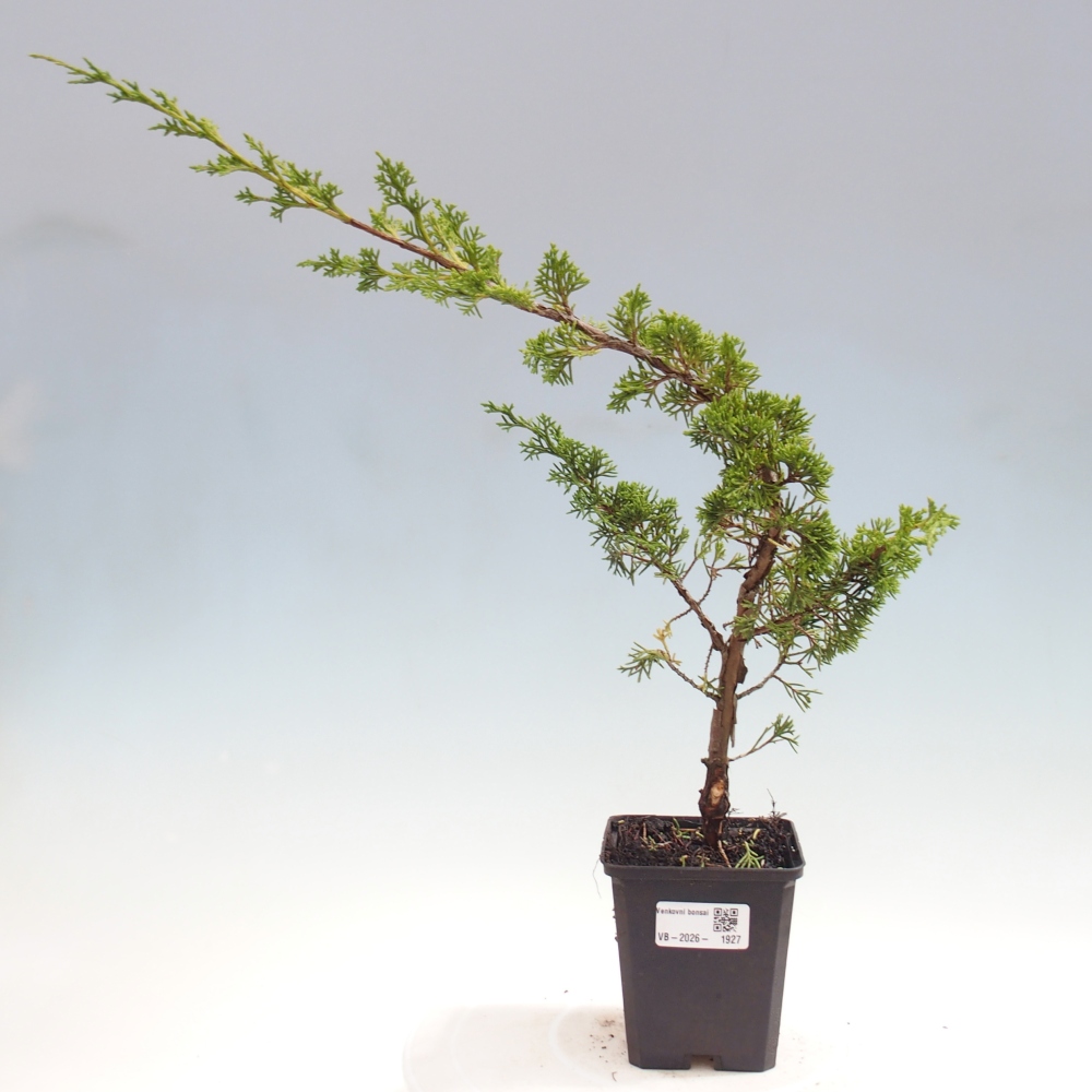 Bonsai voor buiten - Juniperus chinensis Itoigawa