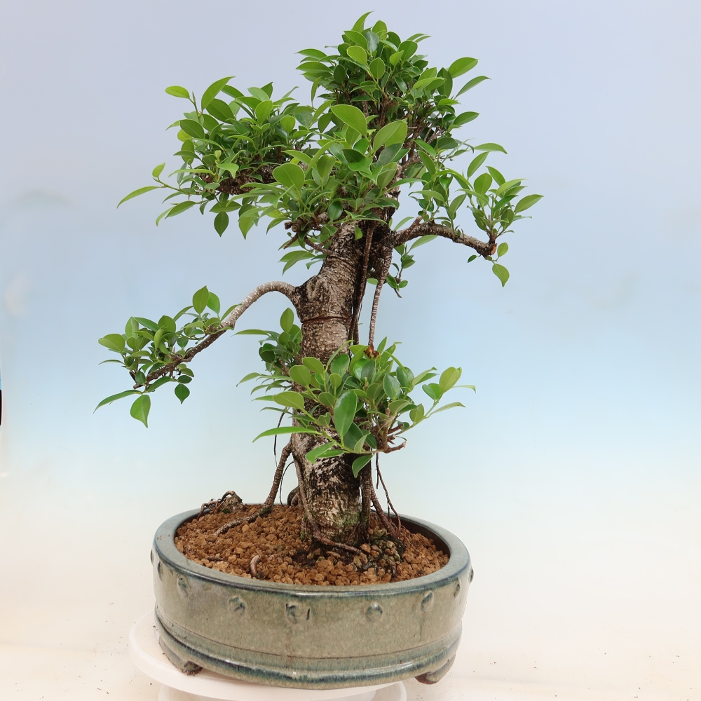 Kamerbonsai - Ficus kimmen - kleinbladige ficus
