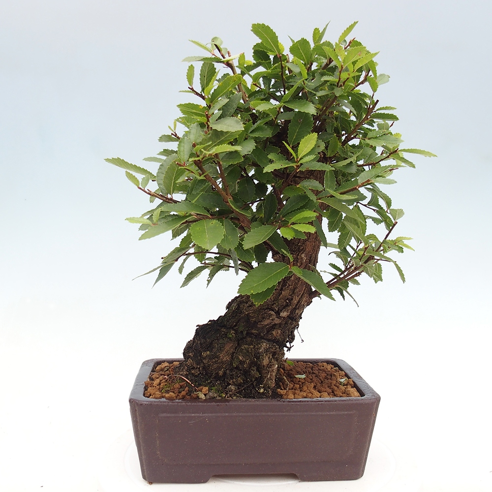 Bonsai voor buiten - Zelkova - Zelkova NIRE