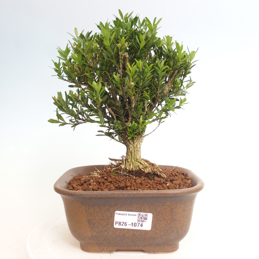 Kamerbonsai - Buxus harlandii - kurk buxus