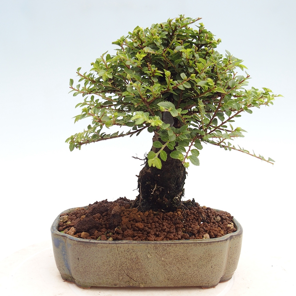Bonsai voor buiten - Ulmus parvifolia Hokkaido - Chinese iep