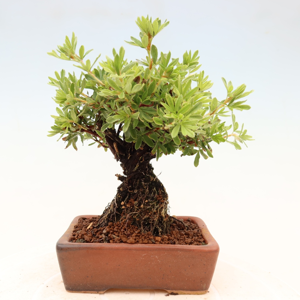 Bonsai voor buiten - Potentila fruticosa