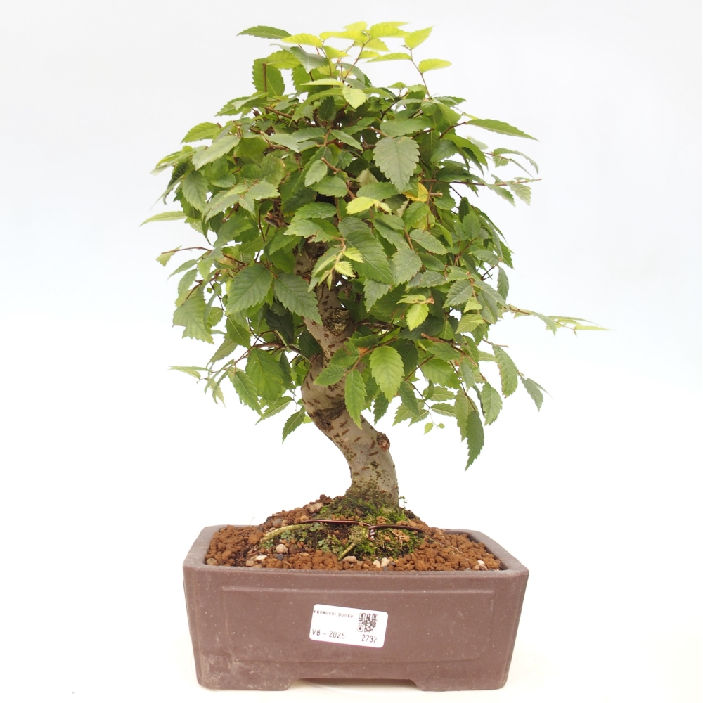 Bonsai voor buiten - Zelkova - Zelkova NIRE