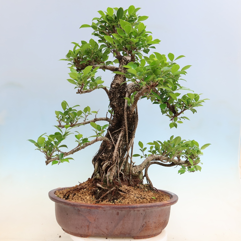 Kamerbonsai - Ficus kimmen - kleinbladige ficus