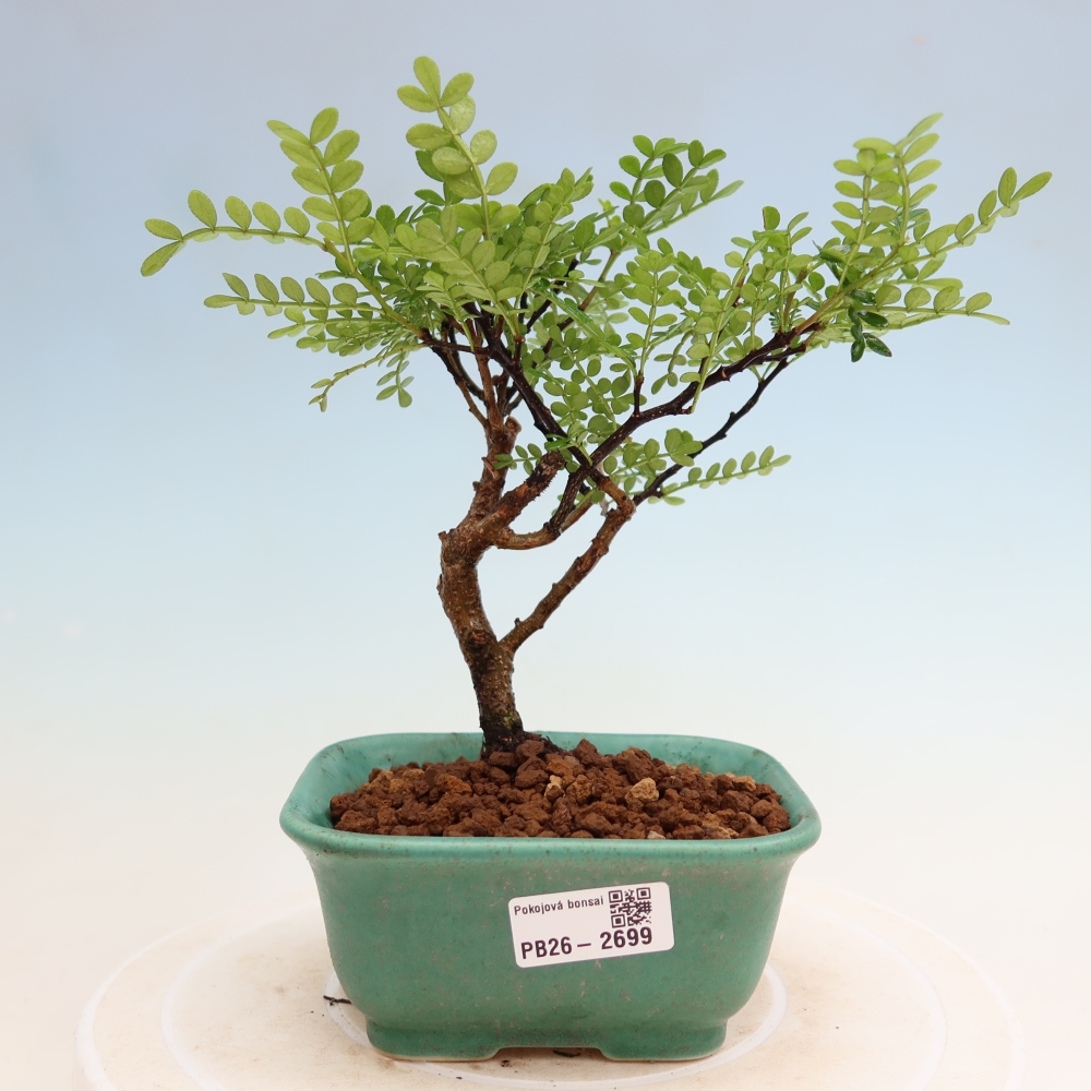 Kamerbonsai - Zantoxylum piperitum - peperboom