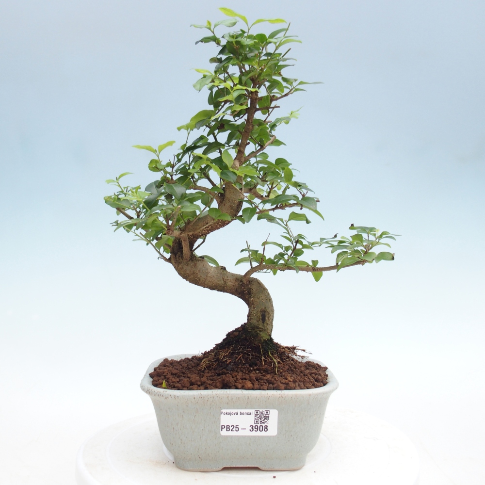 Kamerbonsai -Ligustrum chinensis - Vogelsnavel