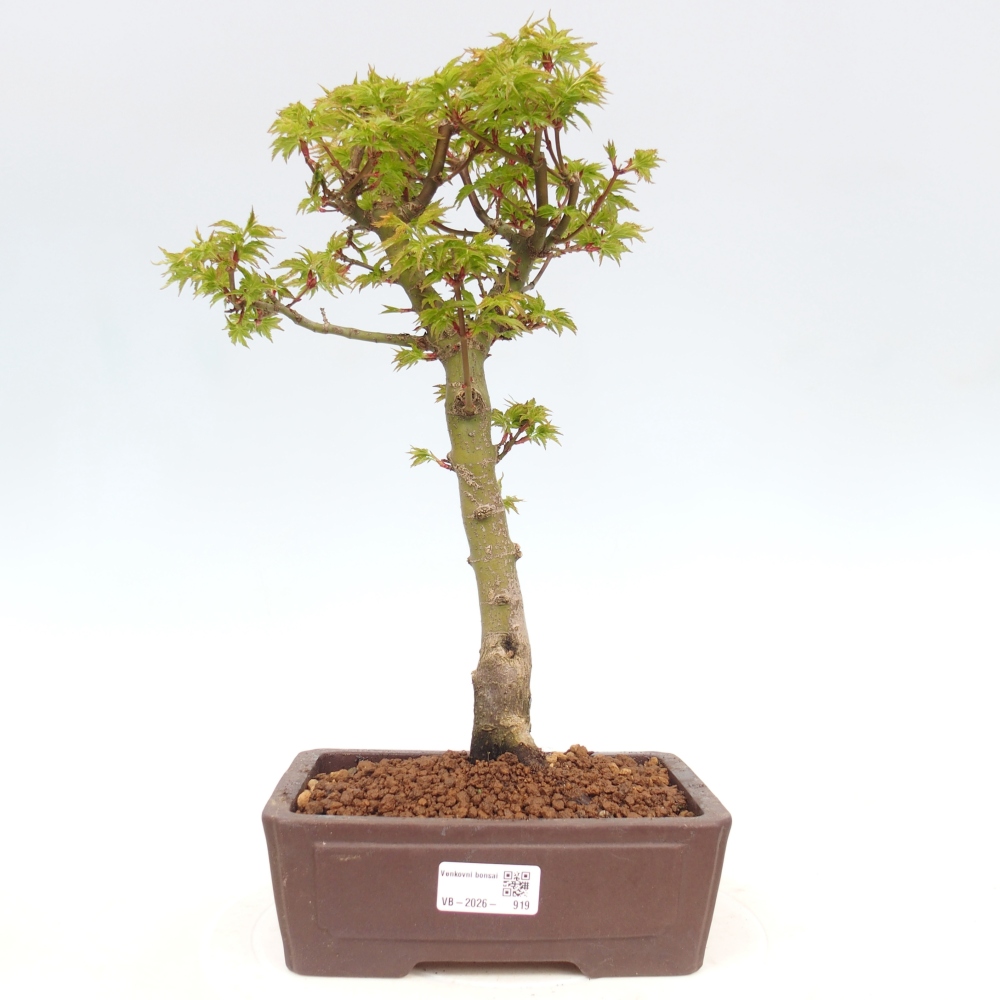 Bonsai voor buiten -Javor palm Acer palmatum Shishigashira