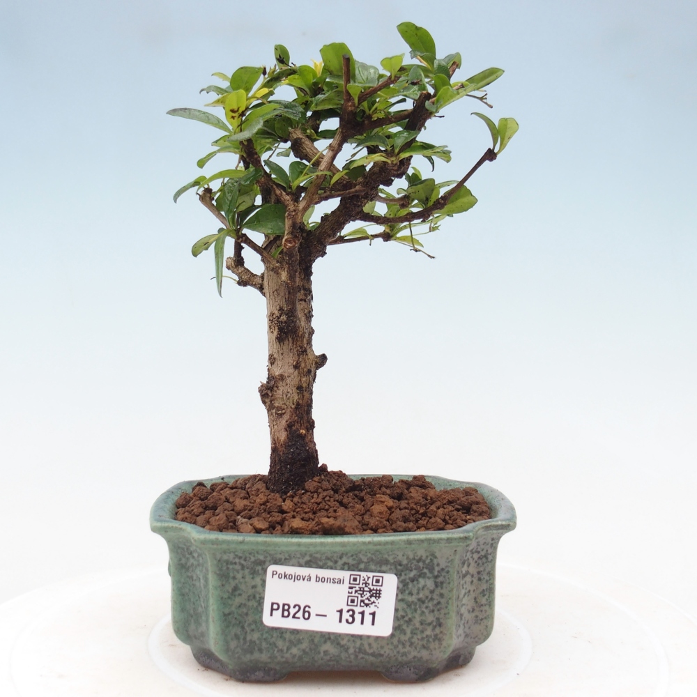 Kamerbonsai - Carmona macrophylla - Thee fuki