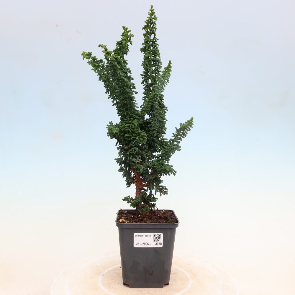 Bonsai voor buiten - Cham. obtusa SEKKA HINOKI - Cipres