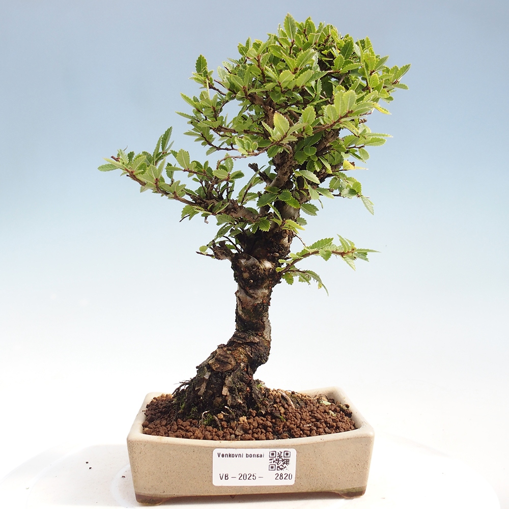 Bonsai voor buiten - Zelkova - Zelkova NIRE