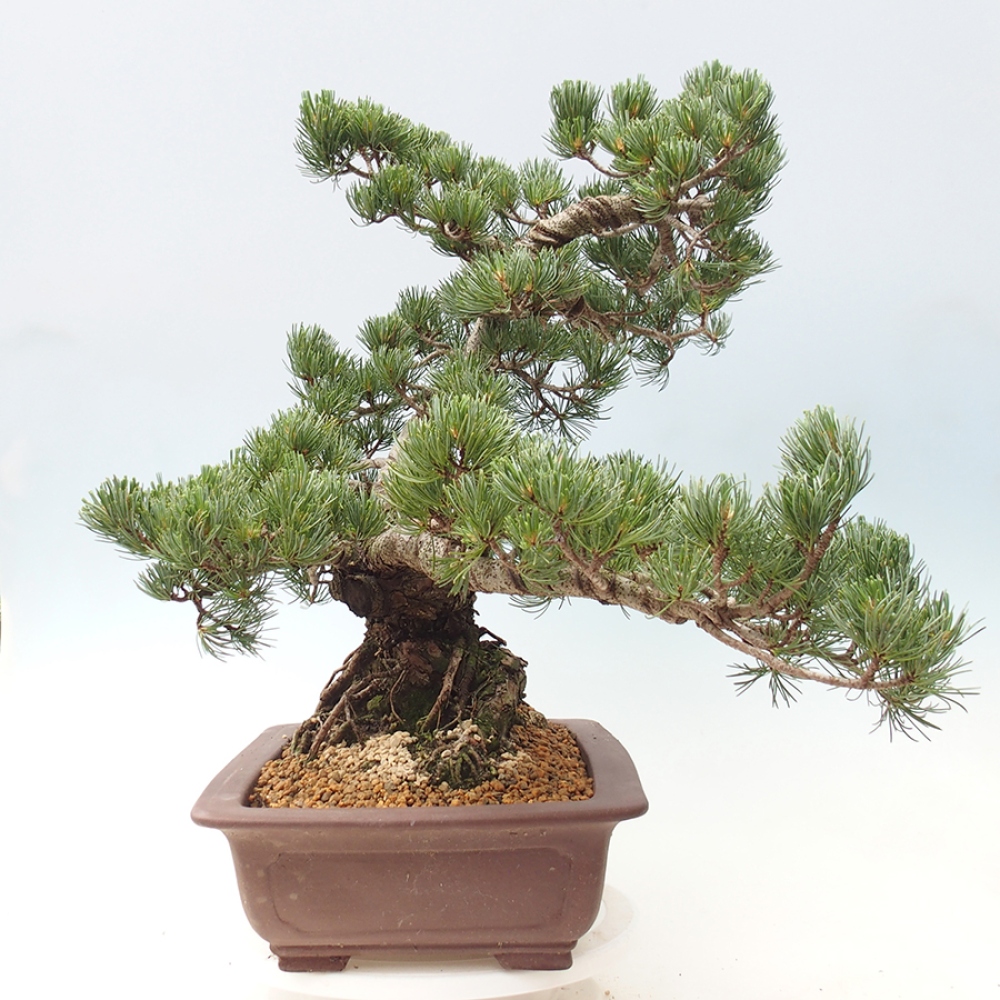 Bonsai voor buiten - Pinus parviflora - Pinus parviflora