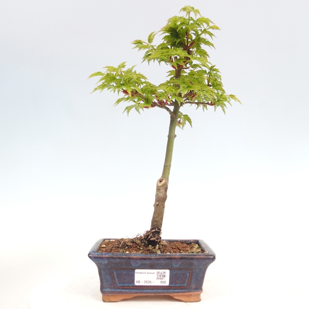 Bonsai voor buiten -Javor kleinbladige SHISHIGASHIRA