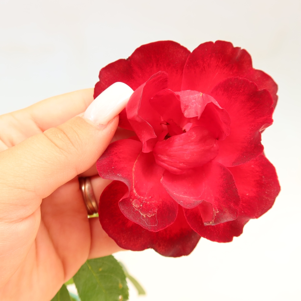 Bonsai voor buiten - Rosa Kordes - roos