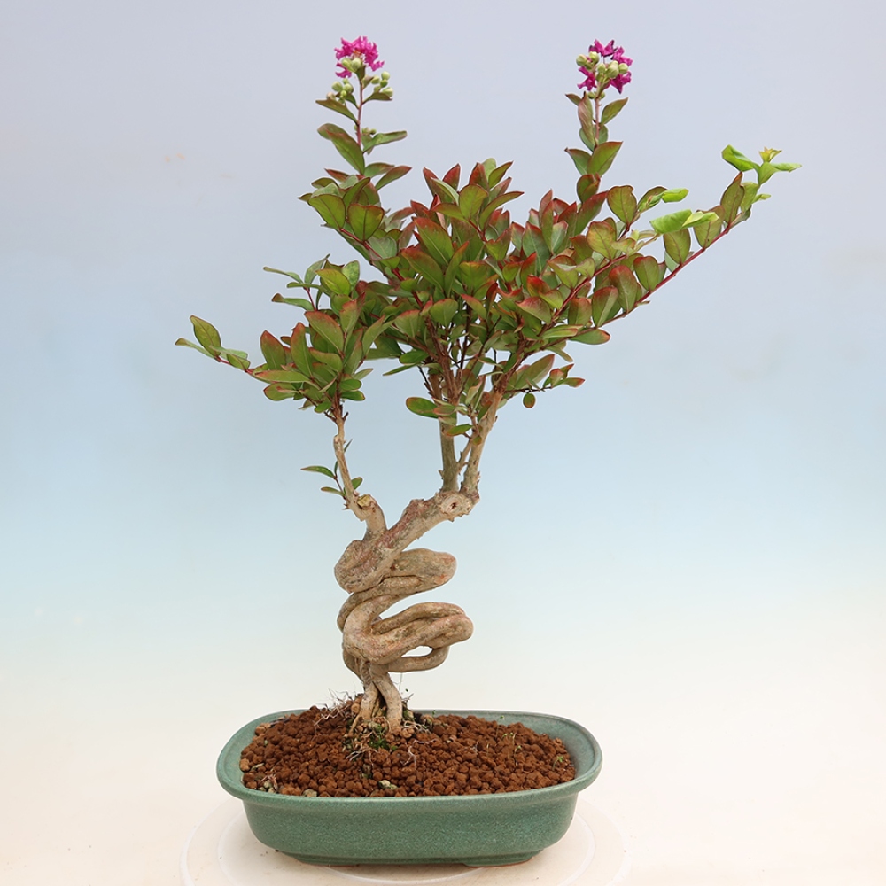 Kamerbonsai - Lagerstroemia indica - Indische seringenboom