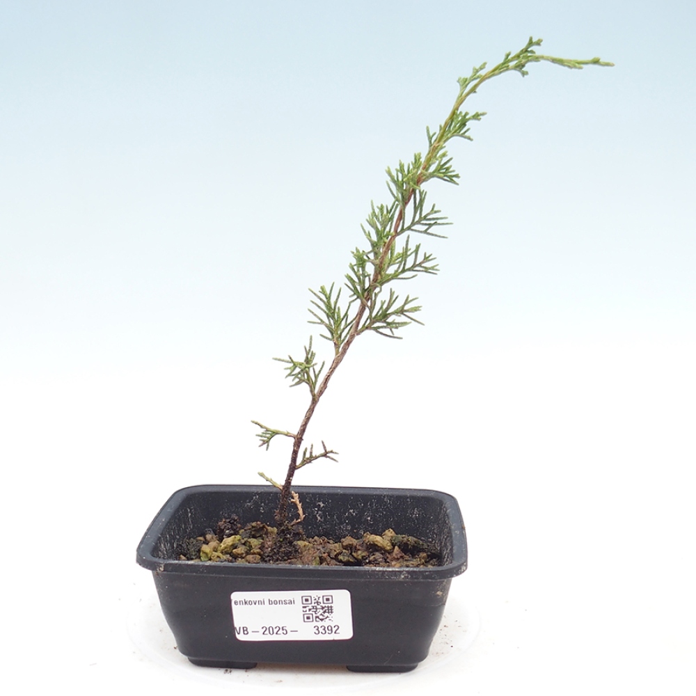 Bonsai voor buiten - Juniperus chinensis Itoigawa