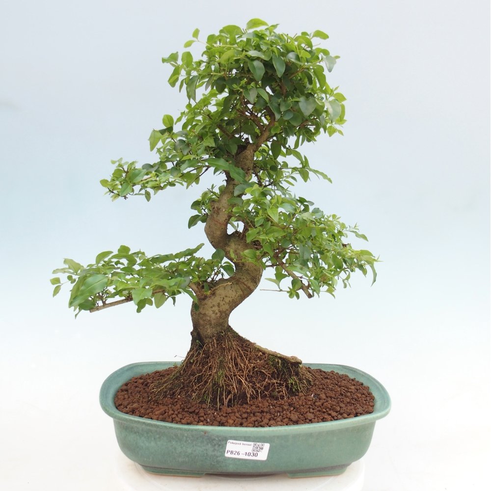 Kamerbonsai -Ligustrum chinensis - Vogelsnavel