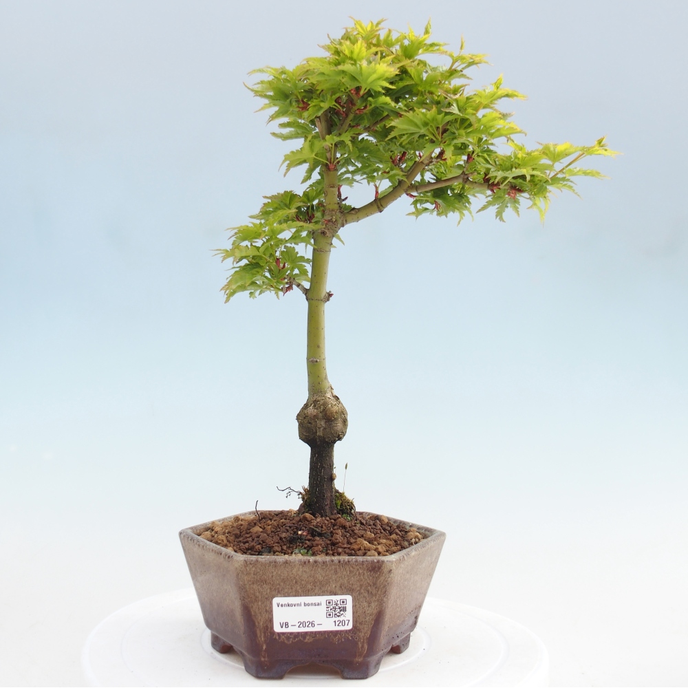 Bonsai voor buiten -Javor palm Acer palmatum Shishigashira