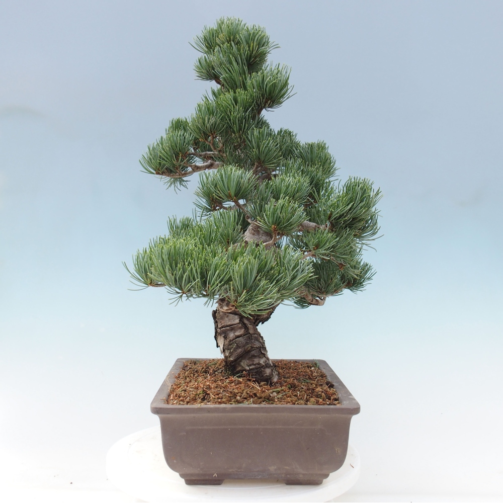 Bonsai voor buiten - Pinus parviflora - Pinus parviflora