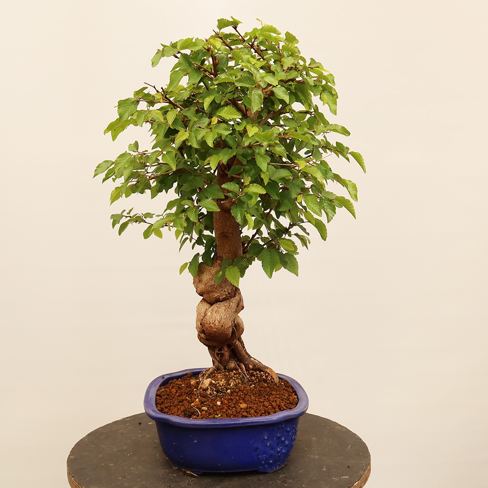 Bonsai voor buiten -Carpinus Coreana - Koreaanse haagbeuk