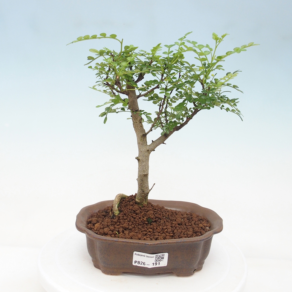 Kamerbonsai - Zantoxylum piperitum - peperboom
