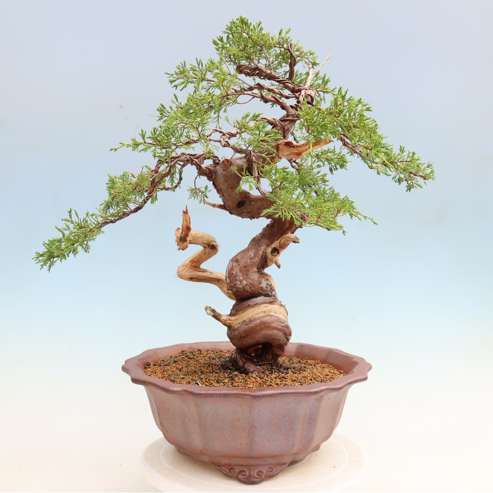Bonsai voor buiten - Juniperus chinensis Itoigawa-Juniperus chinensis
