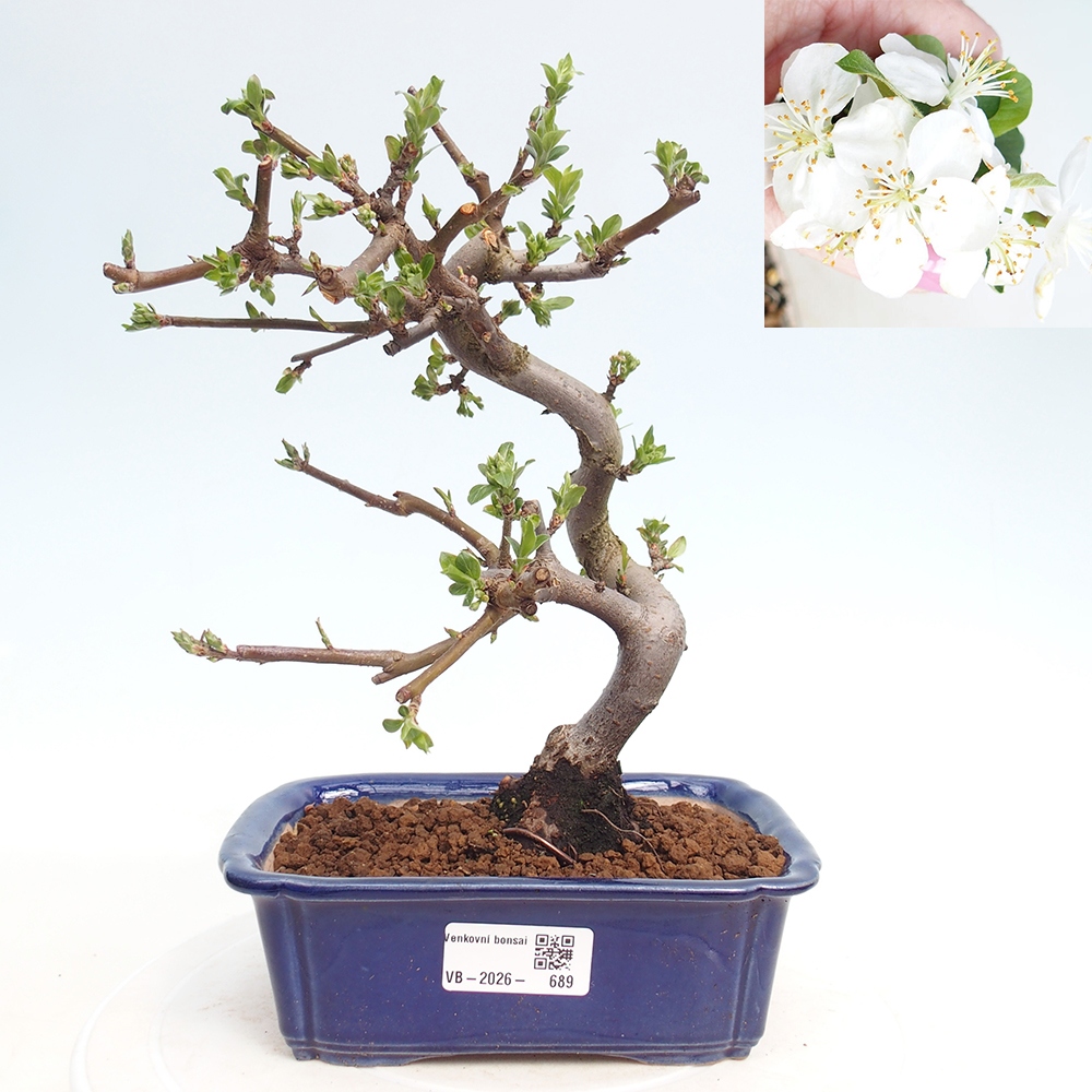 Bonsai voor buiten - Malus sargentii - Appelboom met kleine vruchten