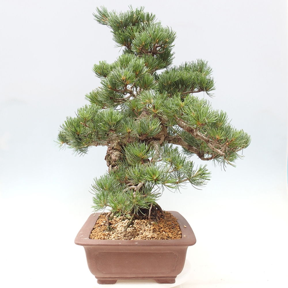 Bonsai voor buiten - Pinus parviflora - Pinus parviflora