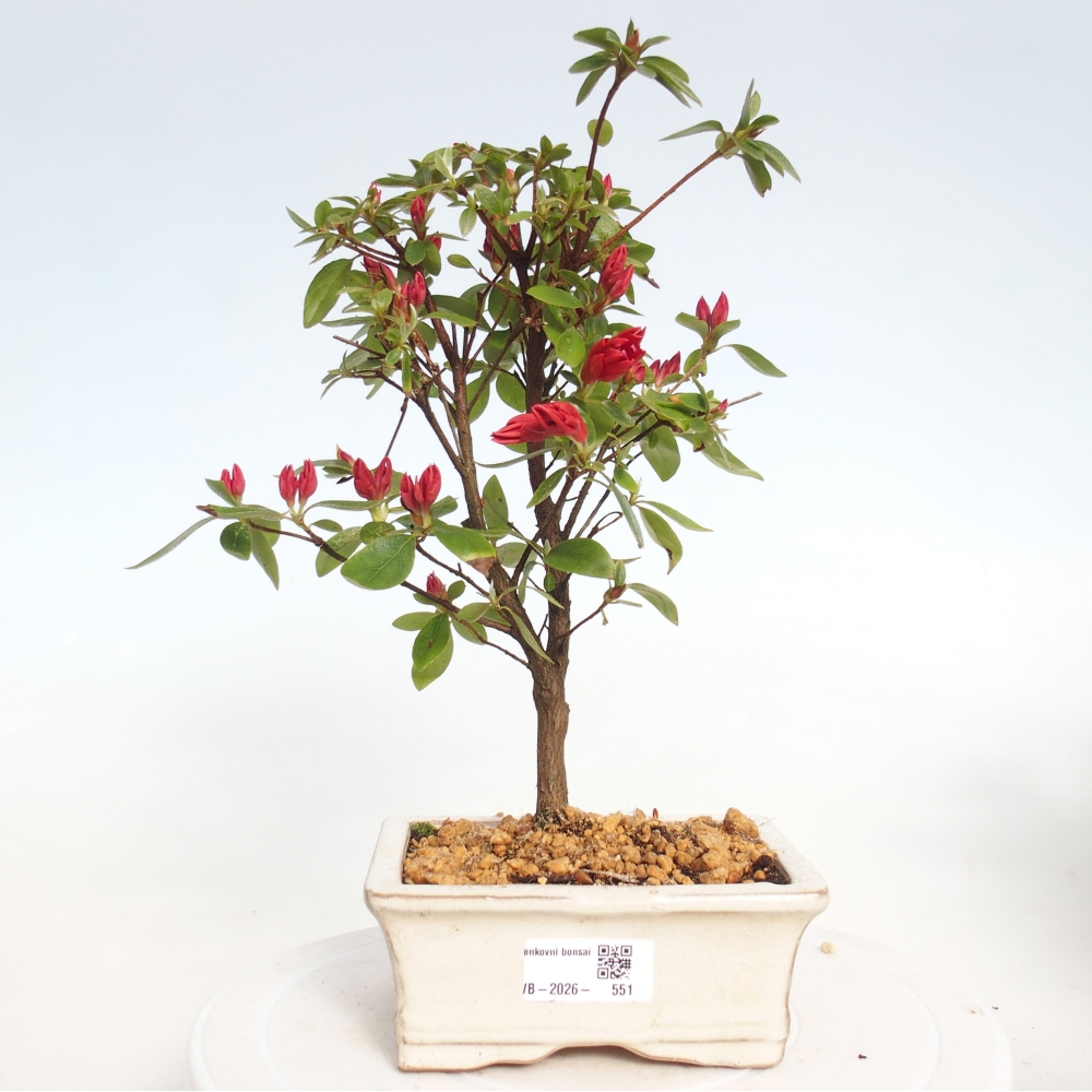 Bonsai voor buiten - Japanse azalea - Azalea sp.