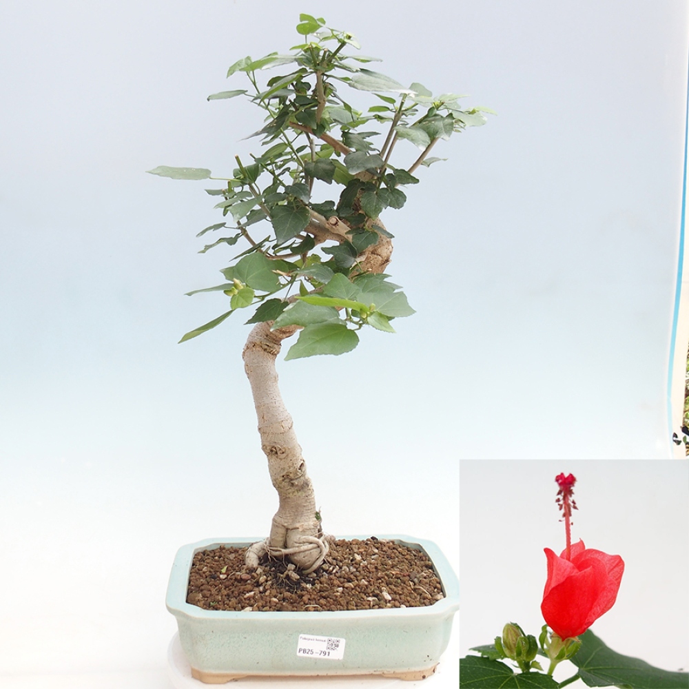 Bonsai voor binnen - Malvaviscus arboreus