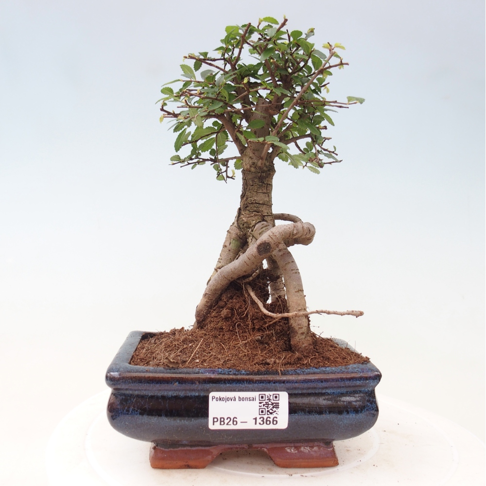 Kamerbonsai - Ulmus parvifolia - Winteriep
