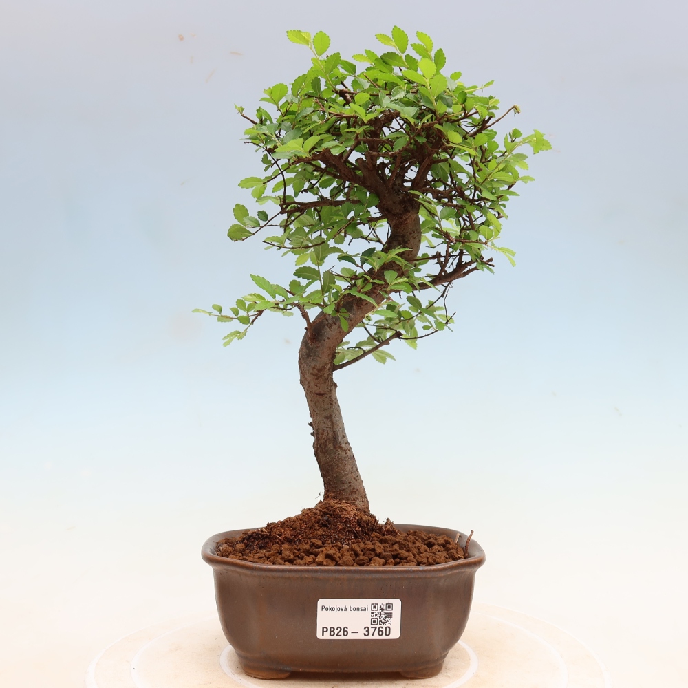 Kamerbonsai - Ulmus parvifolia - Winteriep