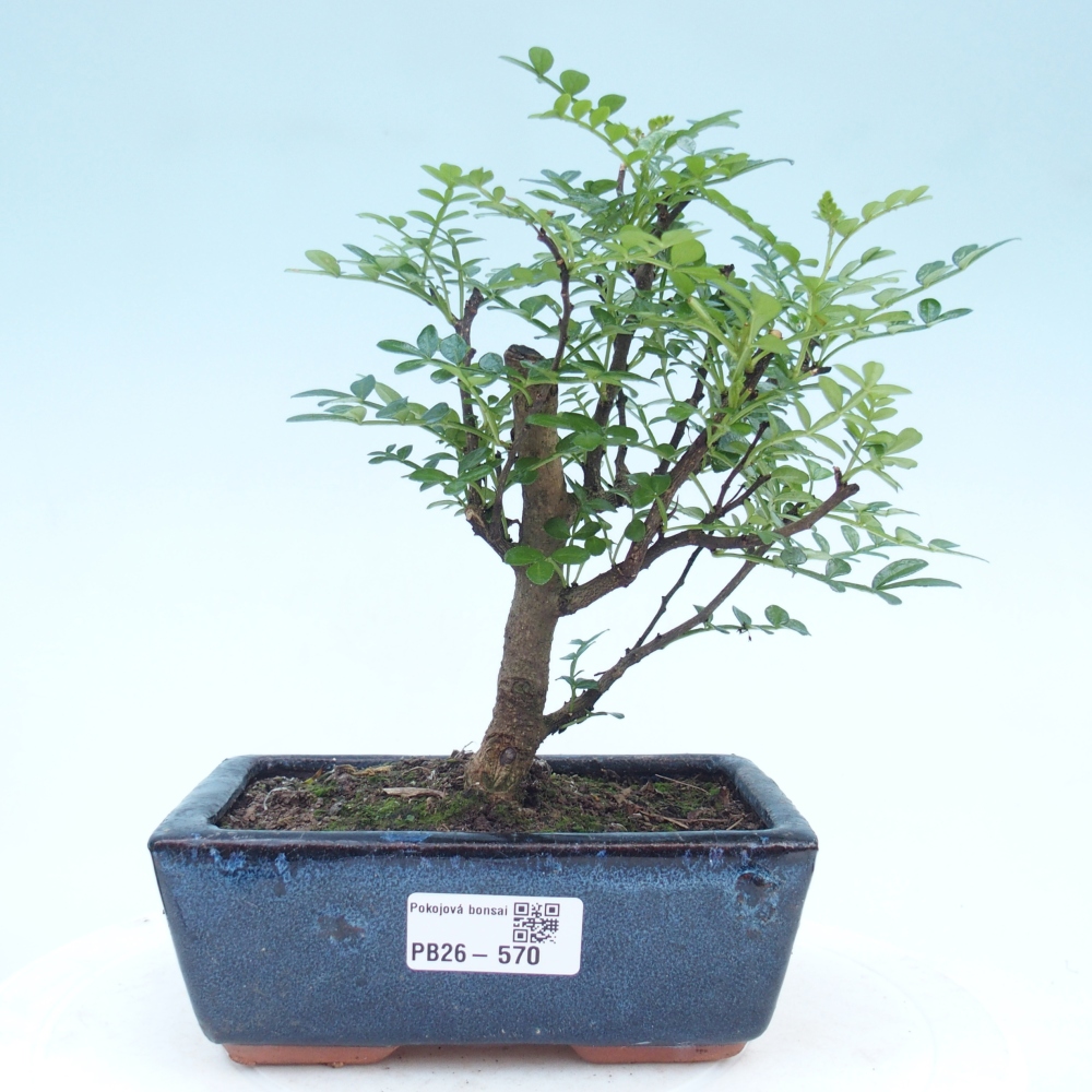 Kamerbonsai - Zantoxylum piperitum - peperboom