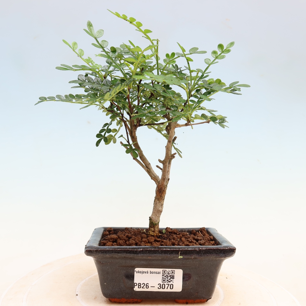 Kamerbonsai - Zantoxylum piperitum - peperboom