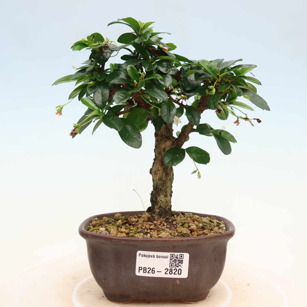Kamerbonsai - Carmona macrophylla - Thee fuki